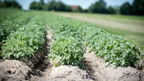 Agua para uso agrícola 